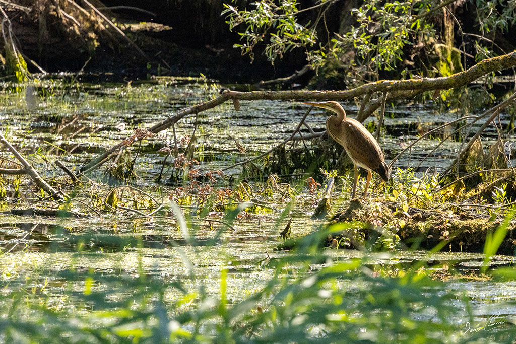 Héron pourpré au bord du Lac